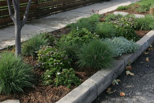 native parkway planting